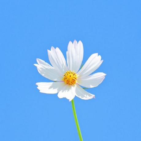 GitHub profile image of niranjan-fartare